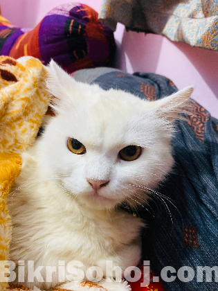 Male cat persian